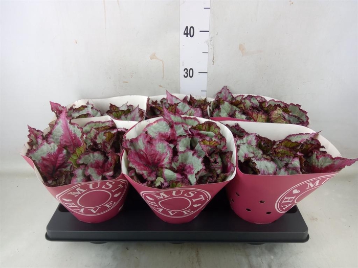 <h4>Begonia BD 'Caribbean Night'</h4>