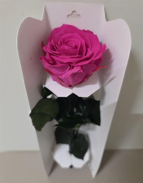 <h4>Ro Pres Stem 30cm Fuchsia</h4>