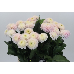 Dahlia Light Wizard