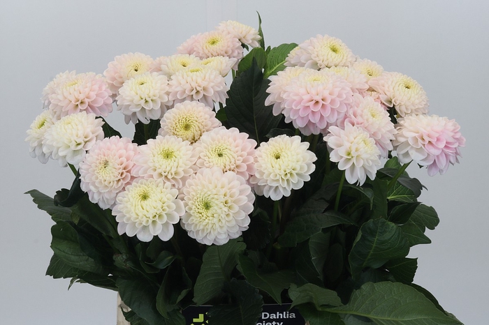 Dahlia Light Wizard