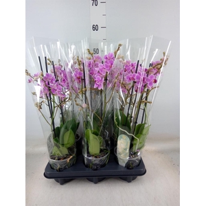 Phalaenopsis multi.   ...rose