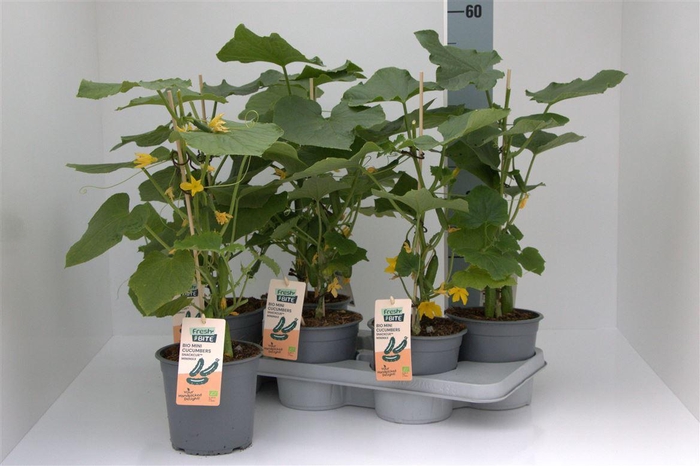 arr8 Komkommerplanten