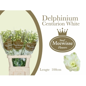 Delphinium Centurion White