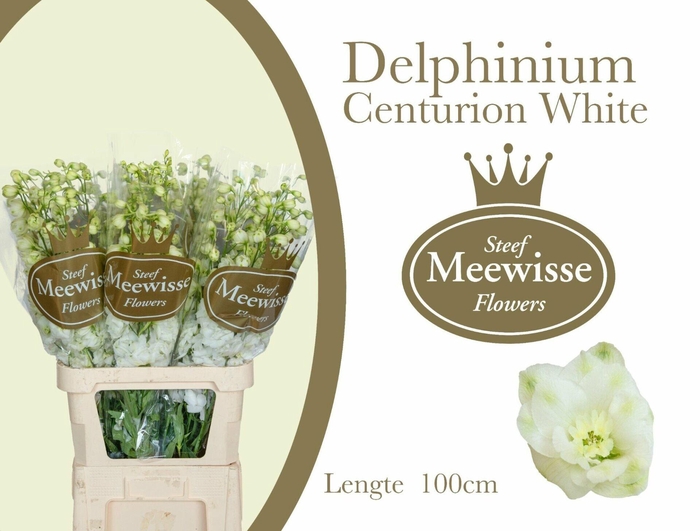 <h4>Delphinium Centurion White</h4>