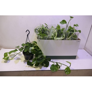 Epipr Global Green