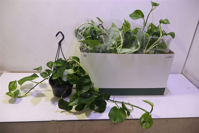 <h4>Epipr Global Green</h4>