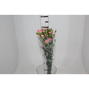 CRAVO SPRAY EUFORIA 070 CM