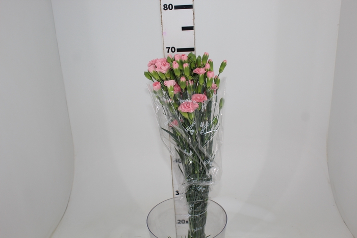 <h4>CRAVO SPRAY EUFORIA 070 CM</h4>