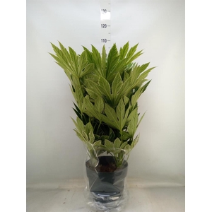 Fatsia japonica 'Variegata'