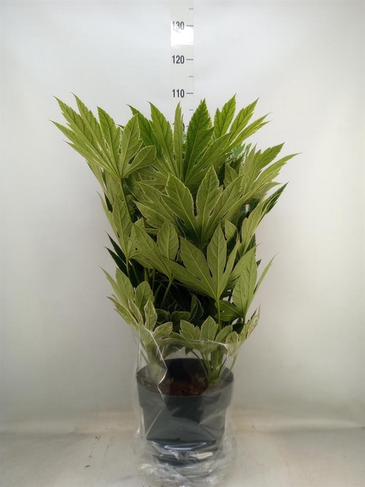 <h4>Fatsia japonica 'Variegata'</h4>