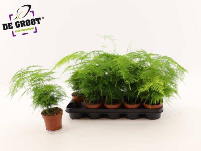 Asparagus Setaceus 12Ø 40cm