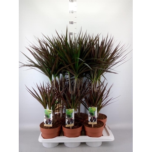 Dracaena marg. 'Magenta'
