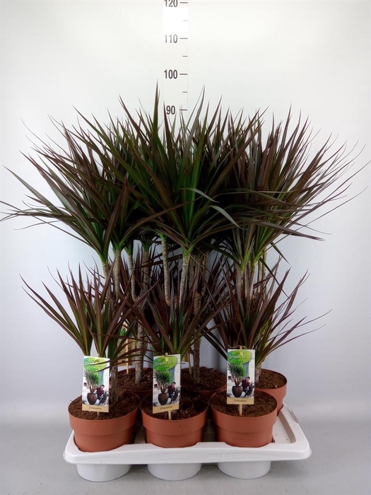 <h4>Dracaena marg. 'Magenta'</h4>