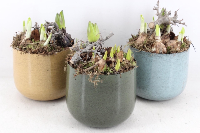 <h4>arr4 Bollenmix MB - Zink luxe potje mix x4</h4>