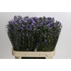 Aster Cassandra