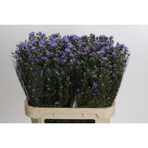Aster Cassandra