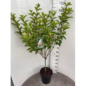 HYDR PANICULATA