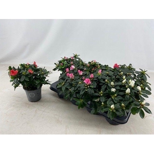 Azalea 13 cm mix zonder hoes