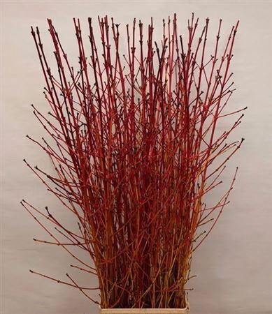 <h4>Cornus Sa Winter Beauty Vertakt</h4>