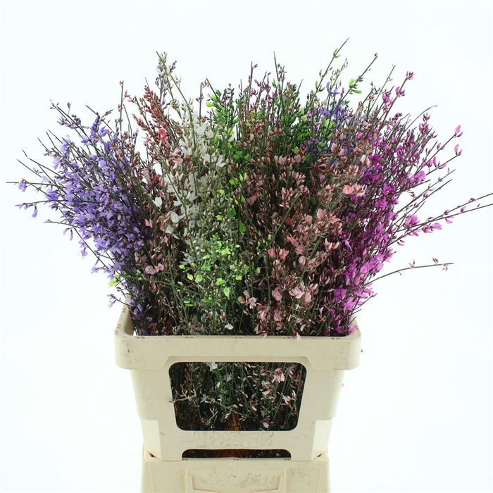 <h4>Ginster Mix P Bunch 200gram</h4>