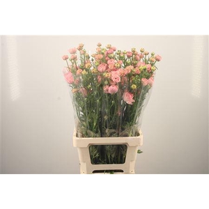 Ran N Modern Riviera