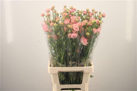 Ran N Modern Riviera