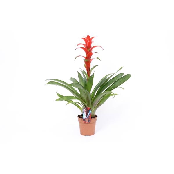 <h4>Guzmania 'Ostara'</h4>