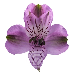 ALSTR GALAXY Tessa Tessa