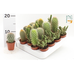 CACTUS GEM