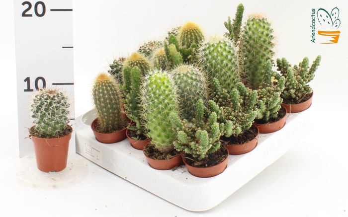 <h4>CACTUS GEM</h4>