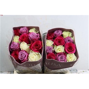 R Gr Rainbow Arcoballeno