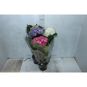 HORTENSIA P15