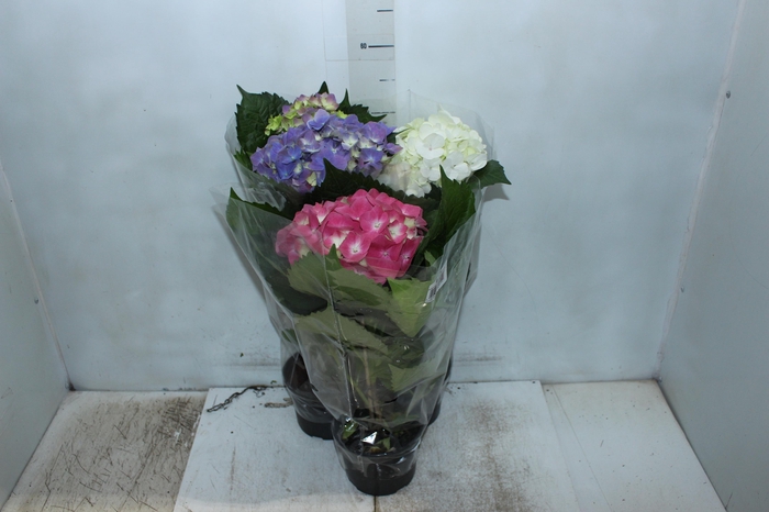 <h4>HORTENSIA P15</h4>