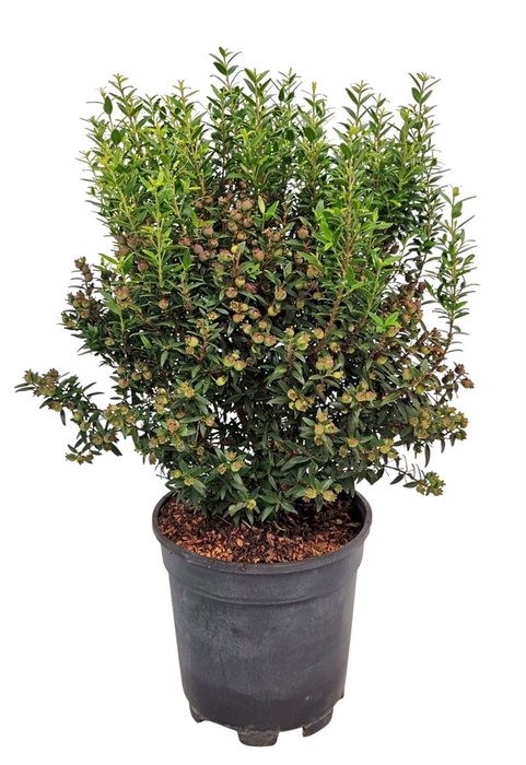 <h4>MYRTUS COM</h4>