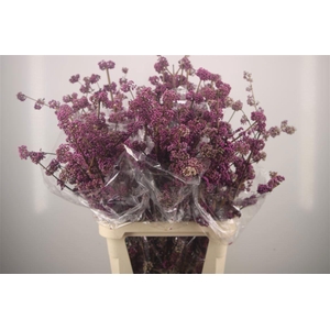 Callicarpa Bod Profusion