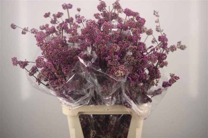 <h4>Callicarpa Bod Profusion</h4>
