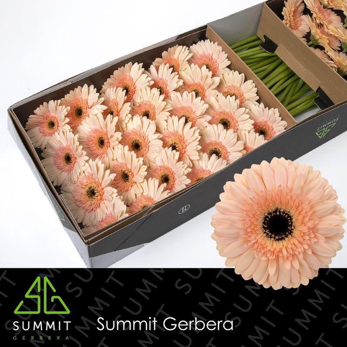 <h4>Gerbera Cafe del Mar Doos</h4>