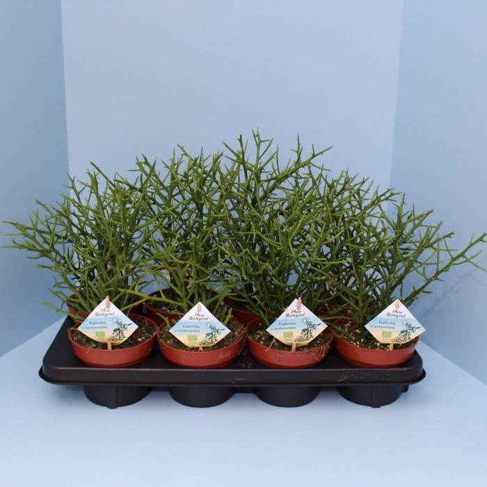 <h4>Bio Euphorbia X Lambinoniana 342-LAMB15</h4>