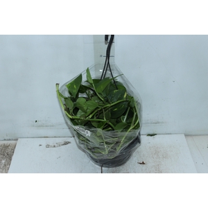 JIBOIA VERDE C21 PENDENTE