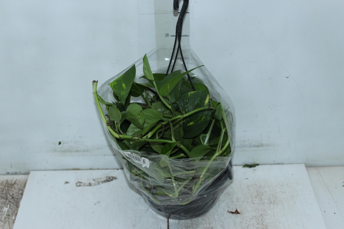 <h4>JIBOIA VERDE C21 PENDENTE</h4>