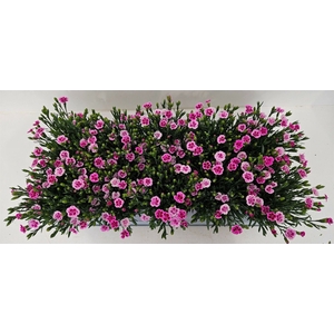 Dianthus  'Pink Kisses'
