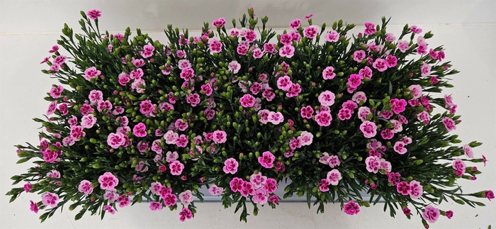 <h4>Dianthus  'Pink Kisses'</h4>