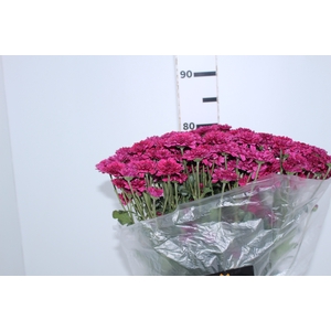 CRISANTEMO SANTINI QUINTY 080 CM