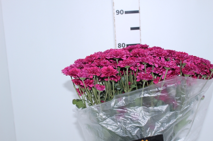 CRISANTEMO SANTINI QUINTY 080 CM