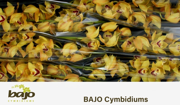 <h4>CYMB T COOKSBRIDGE</h4>