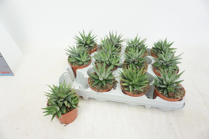 <h4>HAWO F BIG BAND</h4>