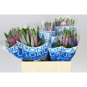 Veronica Colour Mix X 25
