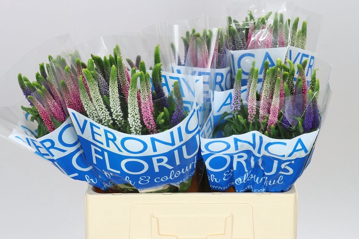 <h4>Veronica Colour Mix X 25</h4>