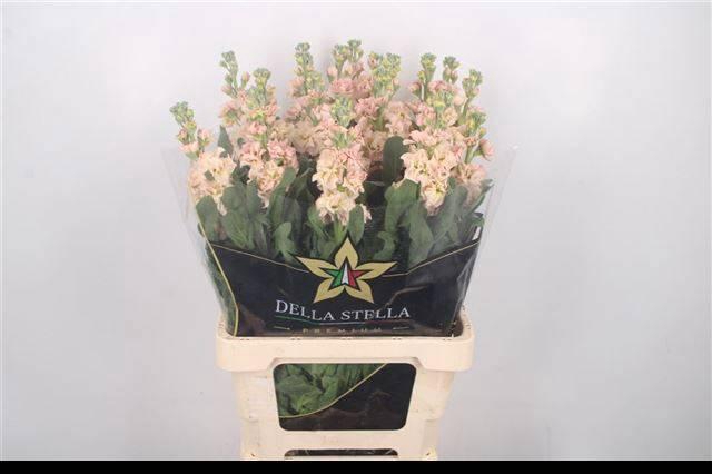 <h4>MATTH IRON APRICOT</h4>