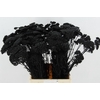 DF Achillea Paint Bs Black